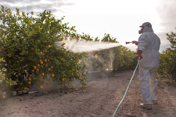 Best Mosquito Control Services  in Indian Harbour Beach, FL
