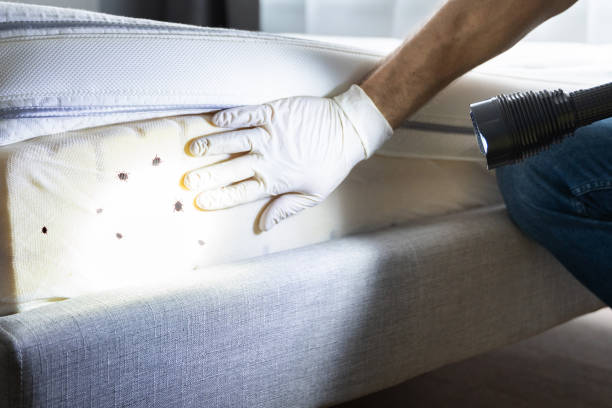 Best Rat Extermination Near Me  in Indian Harbour Beach, FL